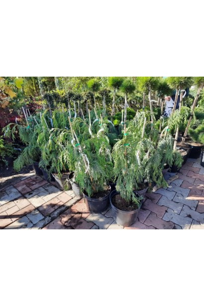 Кипарисовик нутканский Джубили - 7.5л/вис.80-100см/Ø20-25см